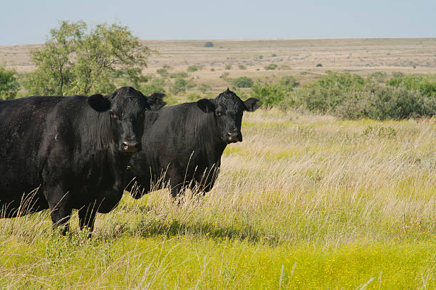 stock photo of two black beef steers in a grass field.  both steers are looking at the camera.